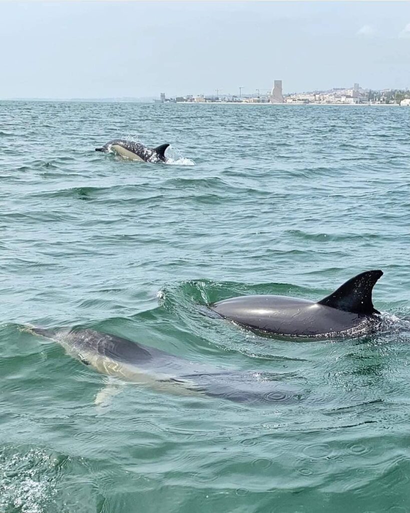 Lisbon in August: 8 Incredible Things To Do 6 Dolphin Sightseeing