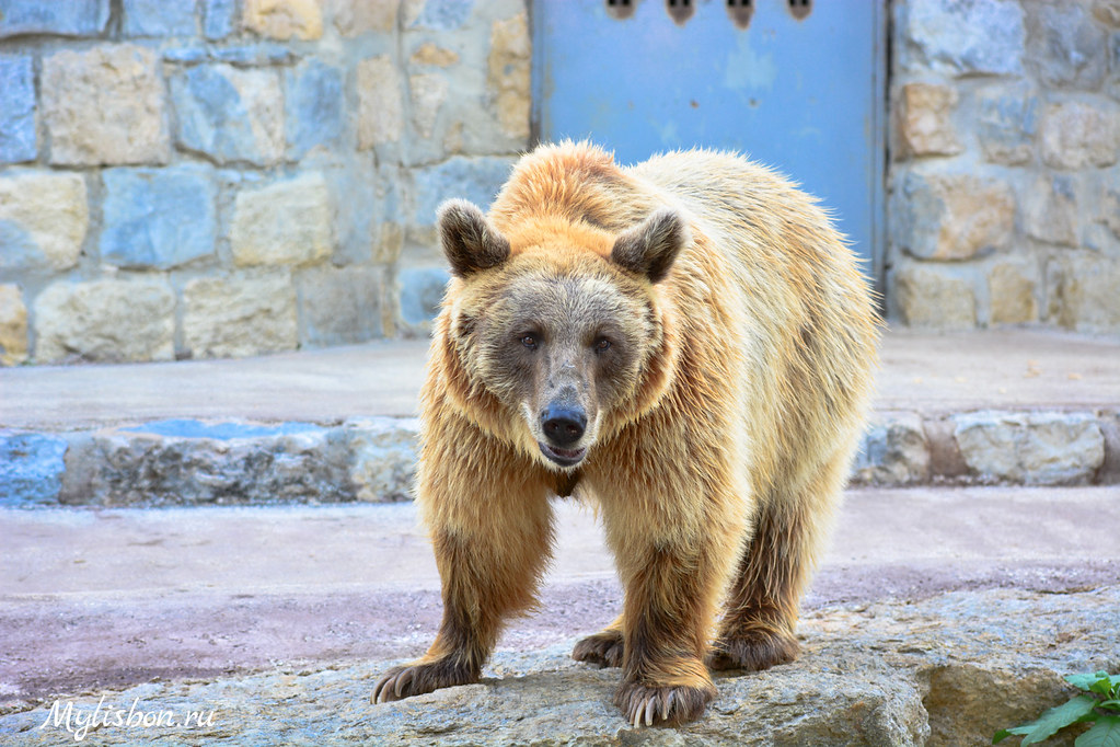 Visiting Lisbon With Kids: What to Do and Visit 7 Lisbon Zoo in August