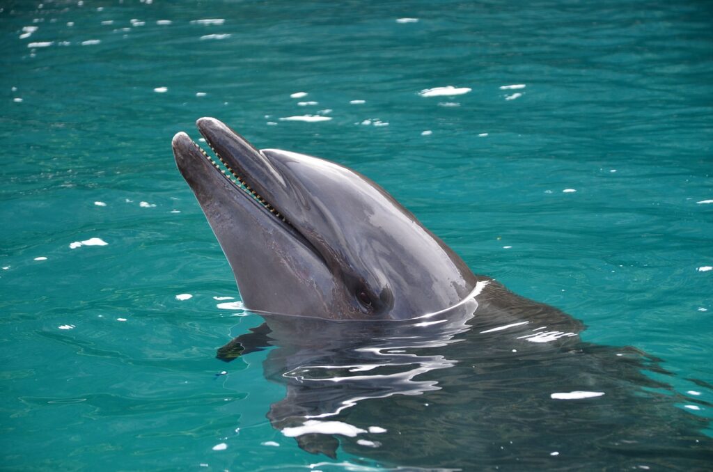 Lisbon Zoo Full Guide 5 Dolphin-Lisbon-Beach