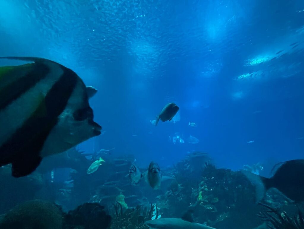 Fall In Lisbon: The Perfect Season To Visit 10 Lisbon Oceanarium - Oceanário de Lisboa