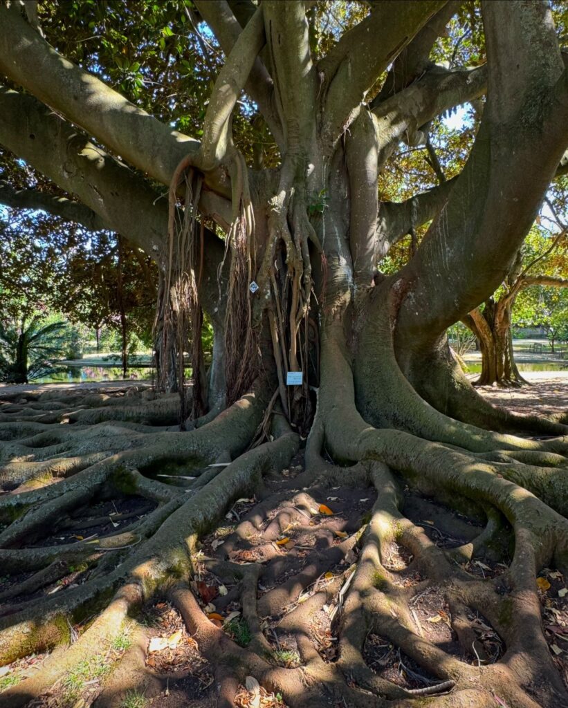Lisbon in April: The Perfect Time To Visit 10 Majestic old tree with sprawling roots and thick trunk in a lush Lisbon park setting.