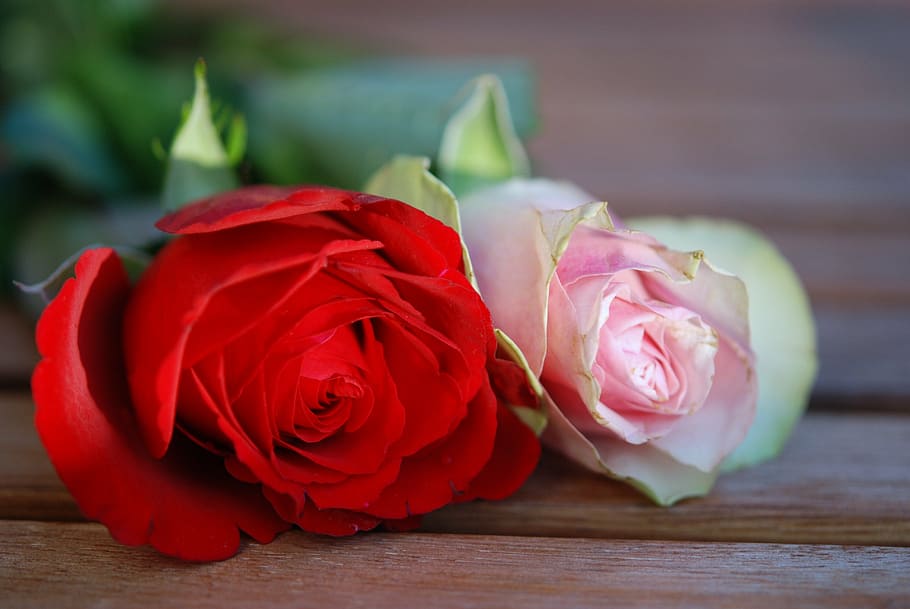 roses-flower-red-pink