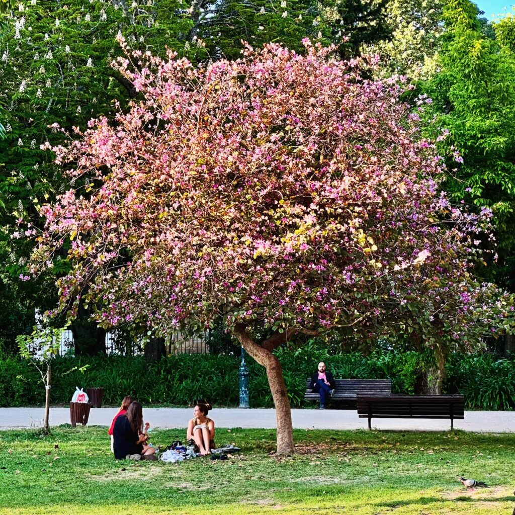 Lisbon in May - Less Crowded? (Perfect Time To Visit) 10 Beautiful cherry blossom tree in full bloom in a Lisbon park during spring, with visitors enjoying the scenic view and peaceful atmosphere.