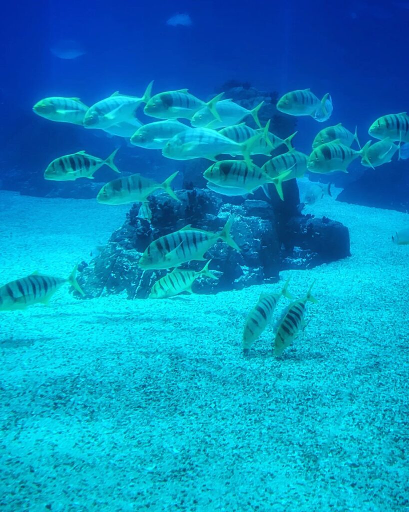 Lisbon in September: Weather and Things to do (+Tips) 8 Lisbon Oceanarium