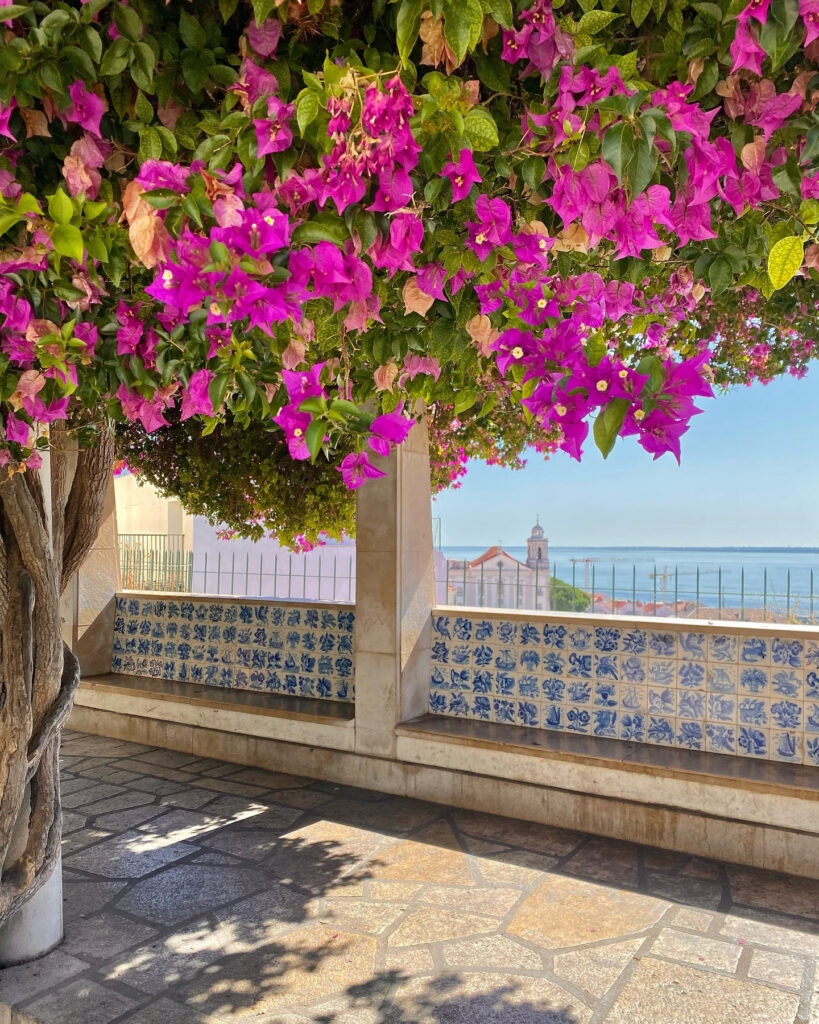 Bright pink bougainvillea flowers framing a scenic Lisbon coastal view.
