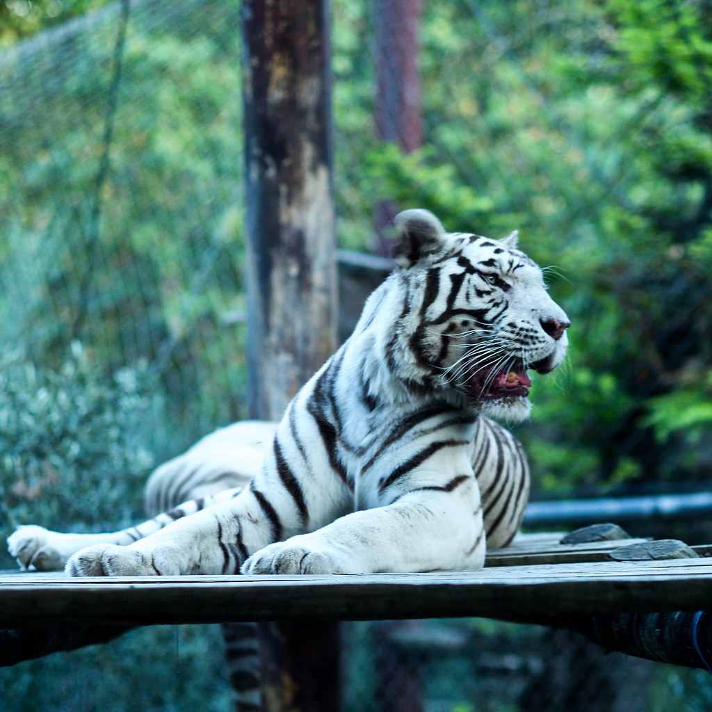 Lisbon Zoo Full Guide 3 Tiger
