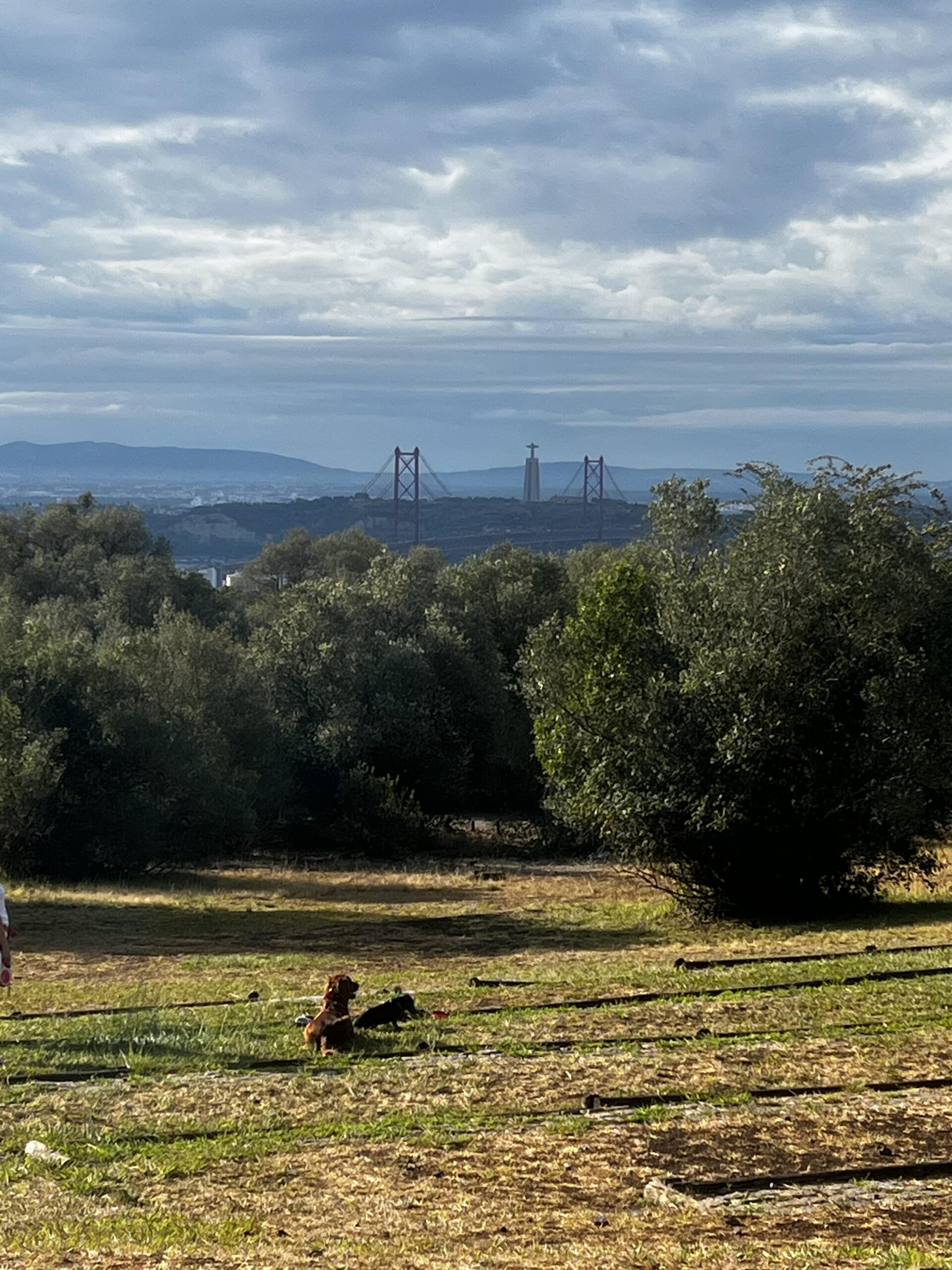 13 Best Picnic Places in Lisbon: Family & Couple-Friendly 11 Monsanto_Forest_Park
