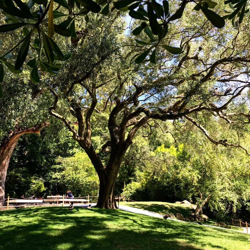 10 Most Beautiful Parks and Gardens in Lisbon 8 Gulbenkian Gardens Lisbon