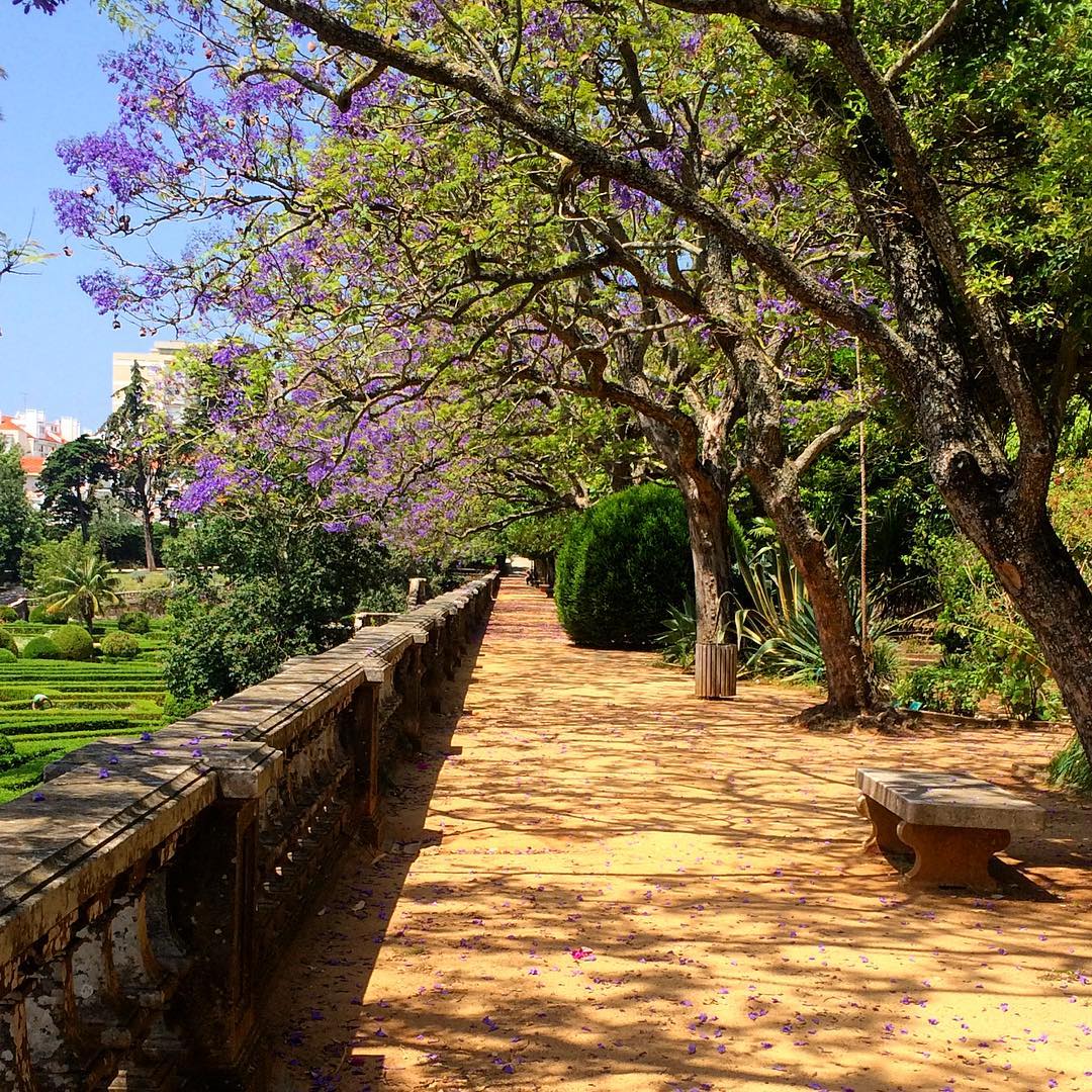 Vandelli Botanical Garden: Information & Insider Tips 3 Vandelli Botanical Garden